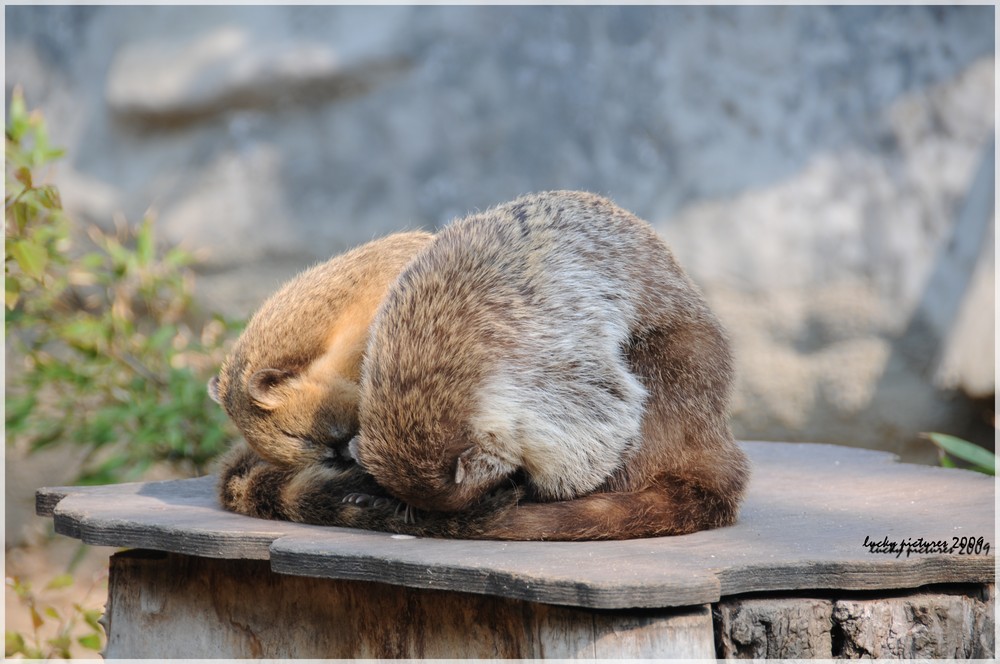 wie der Nasenbär zu seinem Namen kam ...