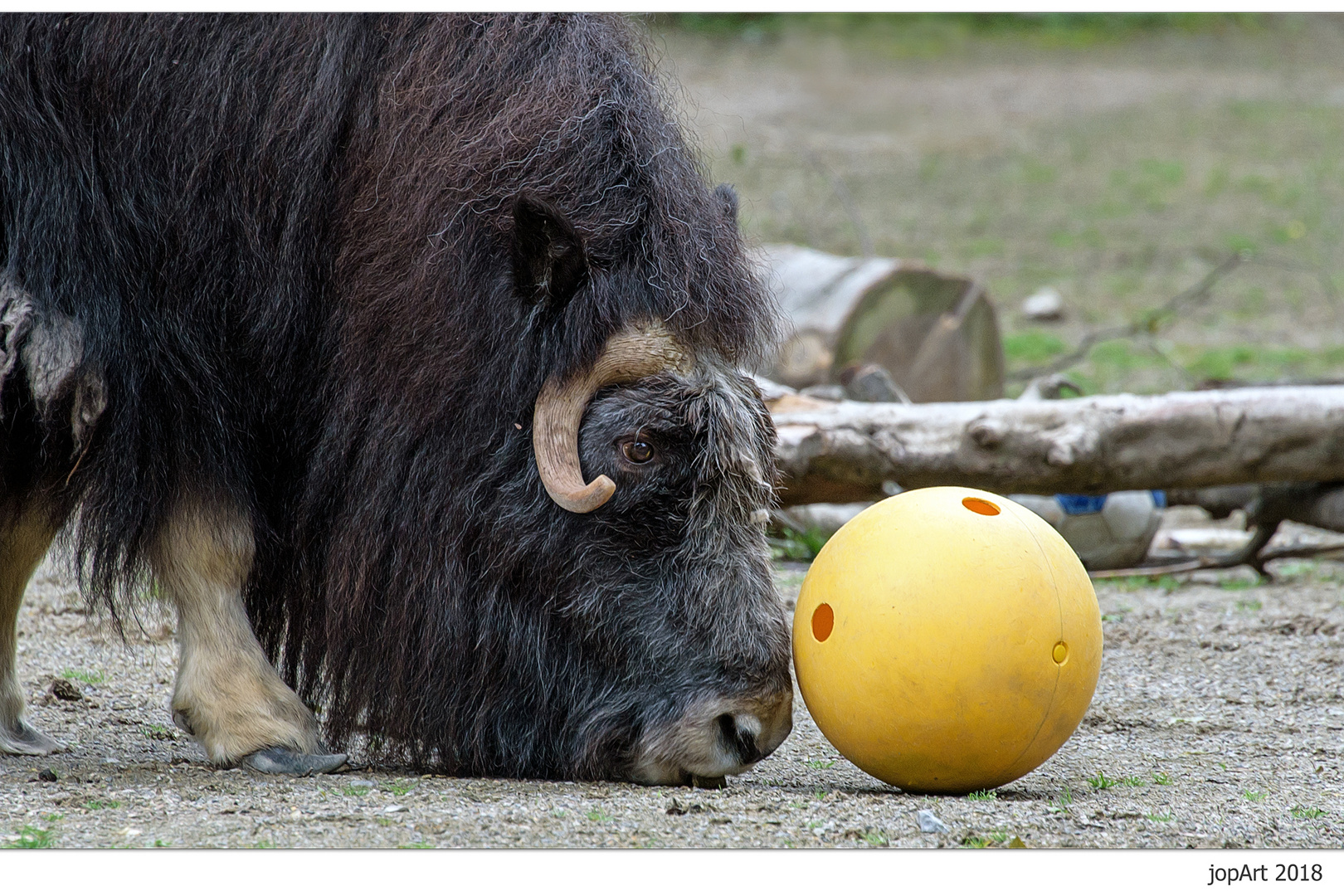 Wie der Ochs vorm Ball...