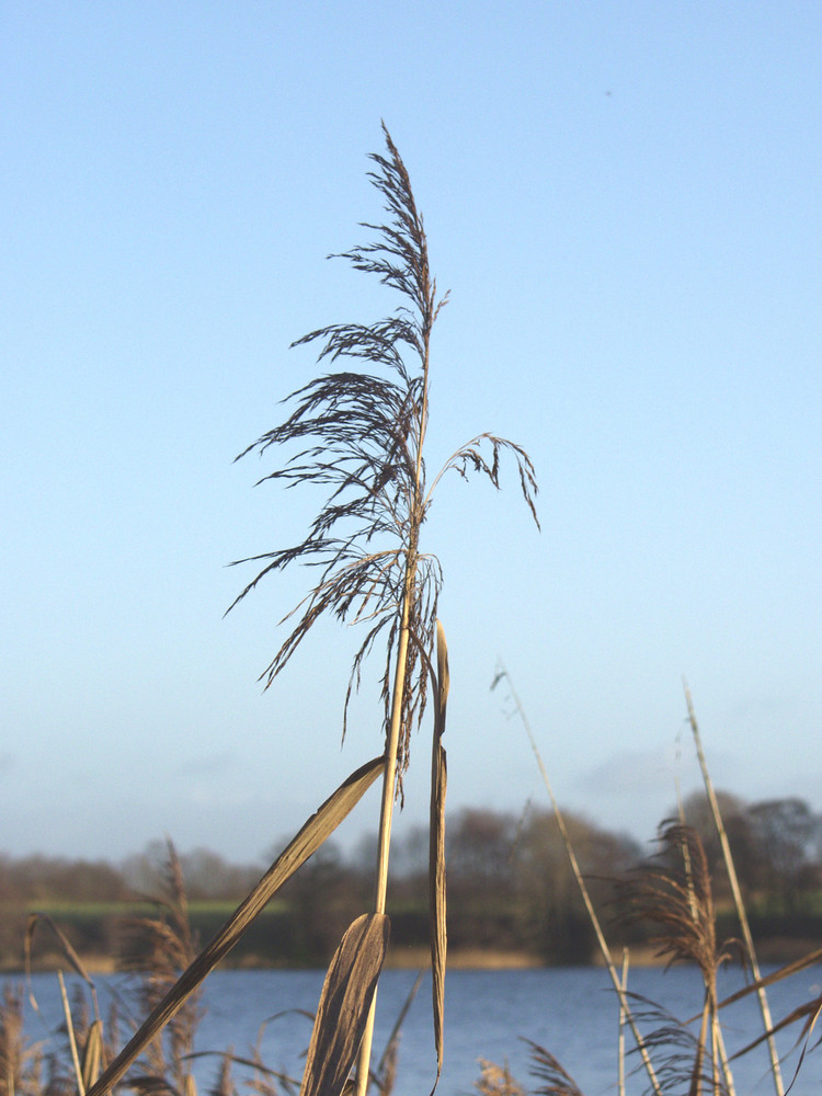 Wie der Schilf im Wind...