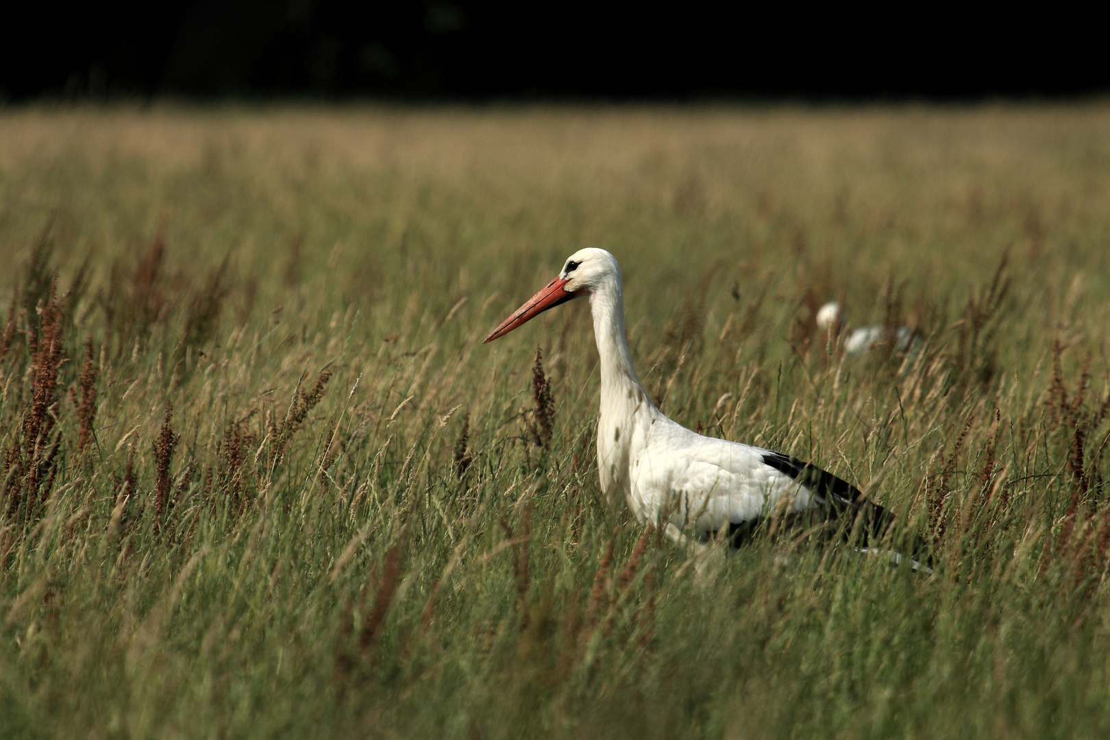 Wie der Storch im Salat