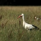 Wie der Storch im Salat