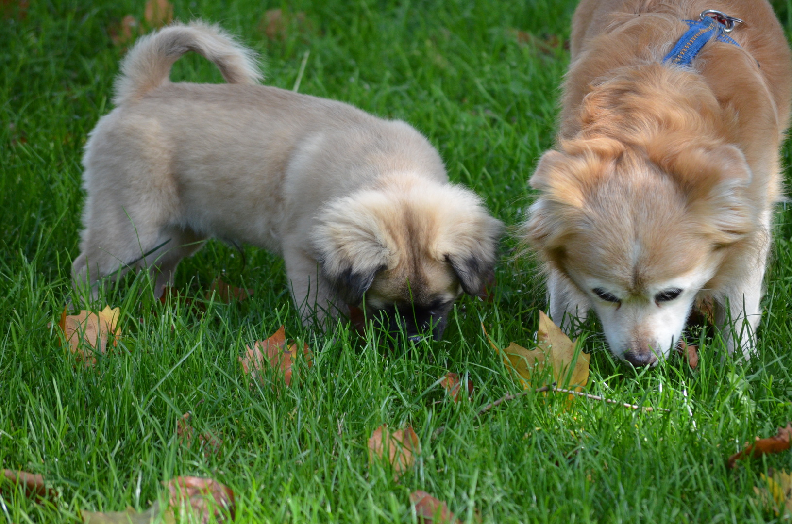 Wie der Vater, so der Sohn :)