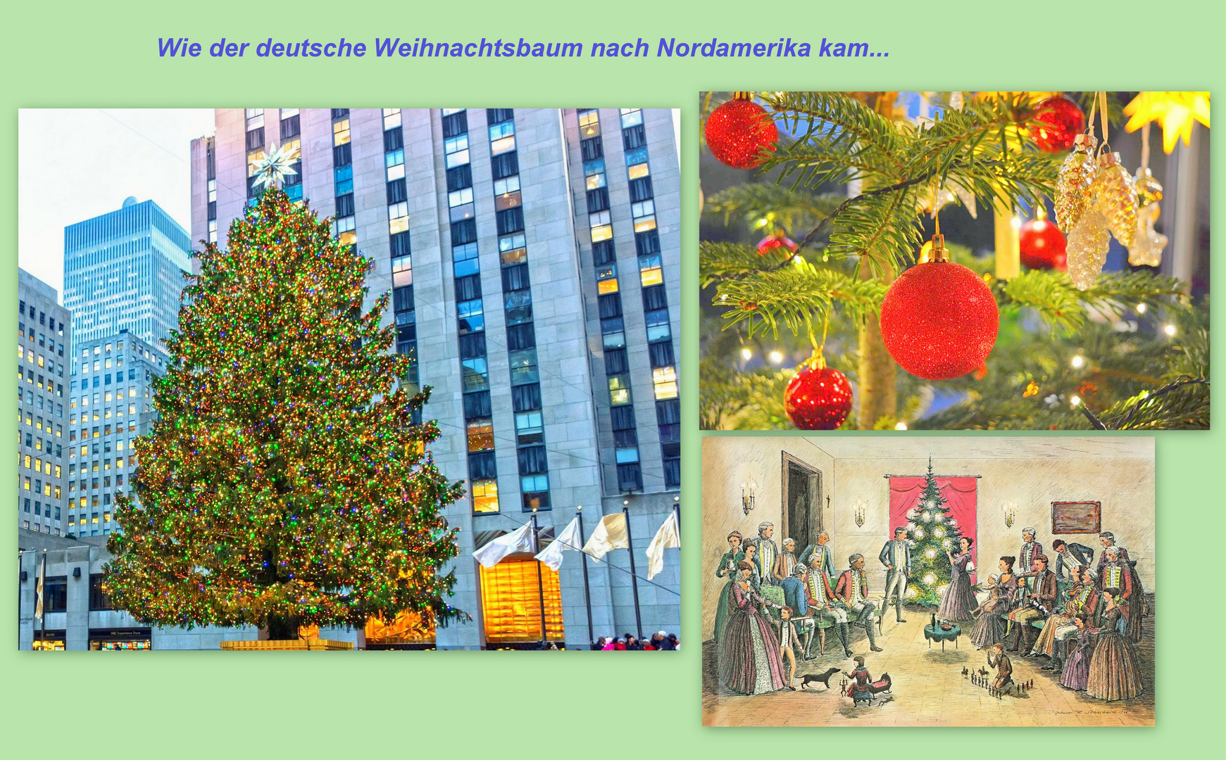 Wie der Weihn.-Baum nach Nordamerika kam