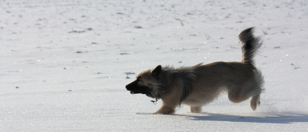 wie der Wind