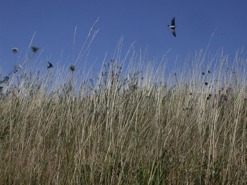 Wie der Wind