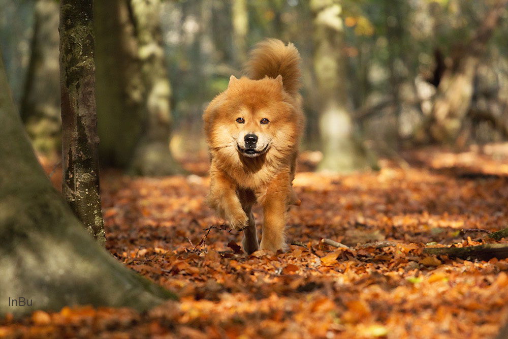 wie der Wind durch den Herbstwald