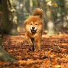 wie der Wind durch den Herbstwald