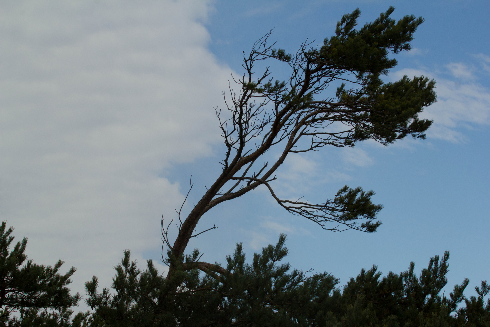 Wie der Wind sie formt