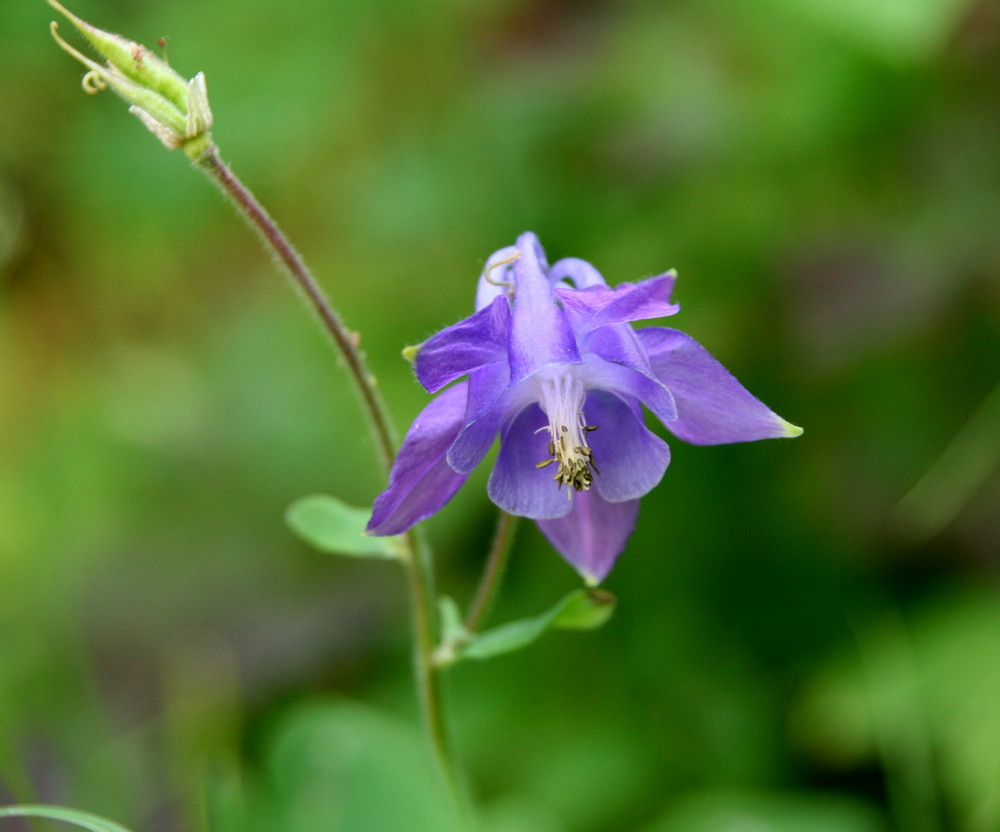 wie der Wind, so strahlt die Blume