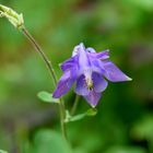 wie der Wind, so strahlt die Blume