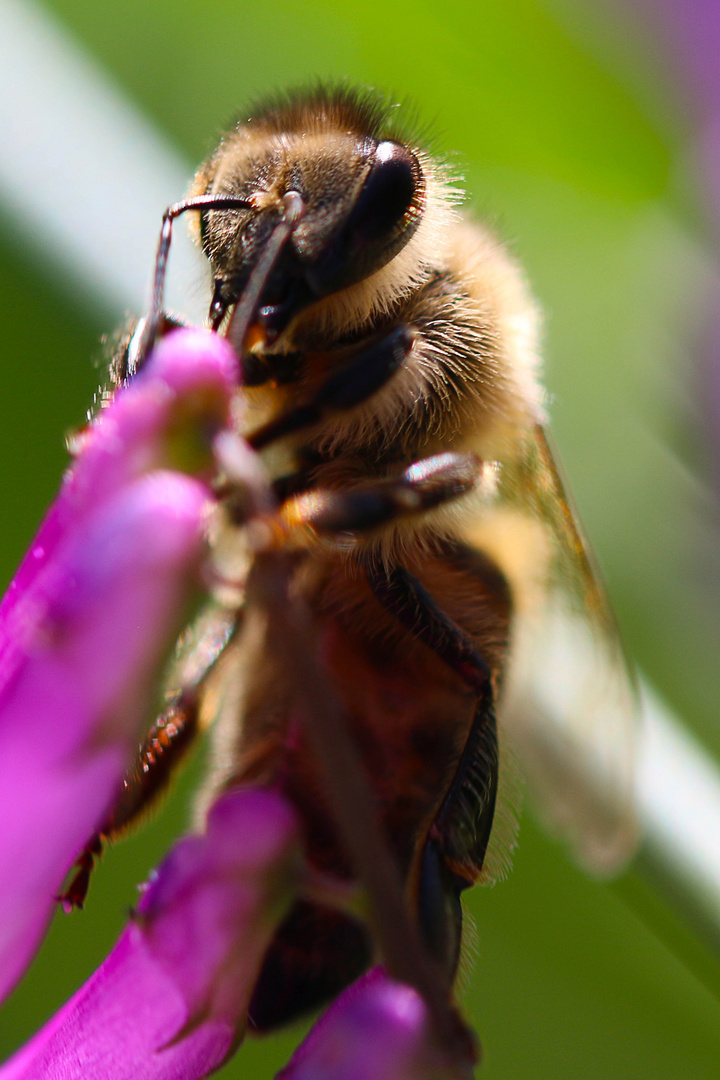 Wie des waren schon alle Blüten???