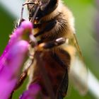 Wie des waren schon alle Blüten???