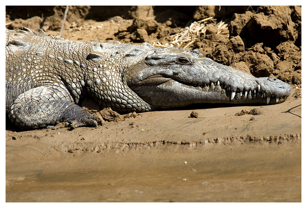 Wie die Ägypter das Krokodil anbeteten, das sie auffraß ...