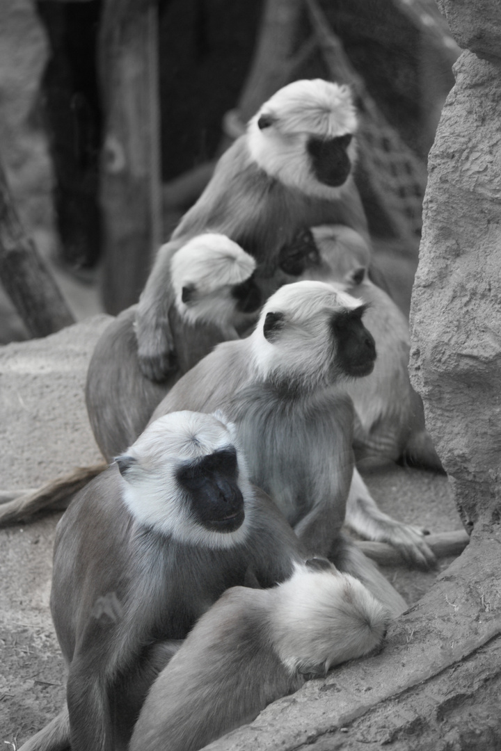 ...wie die Affen im Zoo...