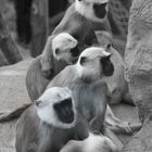 ...wie die Affen im Zoo...