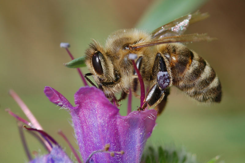 wie die blüte so der pollen