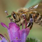 wie die blüte so der pollen