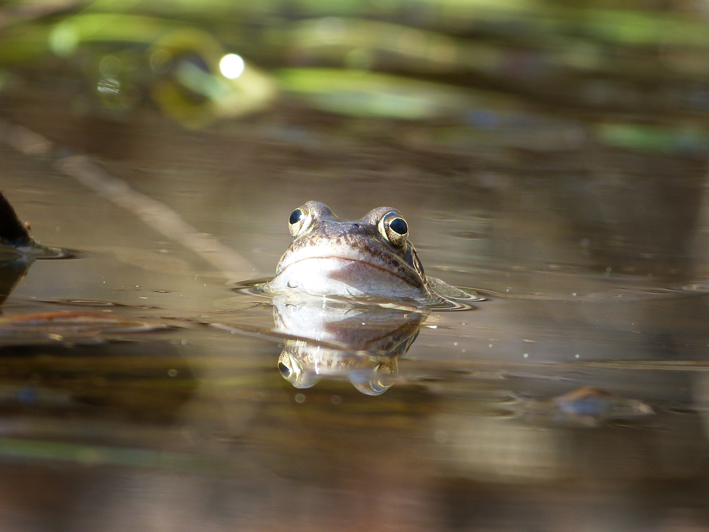 Wie die Frösche um einen Teich...?