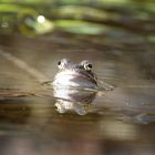 Wie die Frösche um einen Teich...?