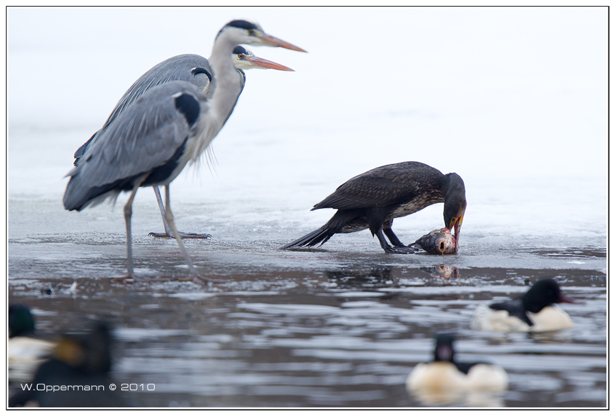 Wie die Geier........Kormoran Vogel des Jahres 2010