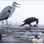 Wie die Geier........Kormoran Vogel des Jahres 2010