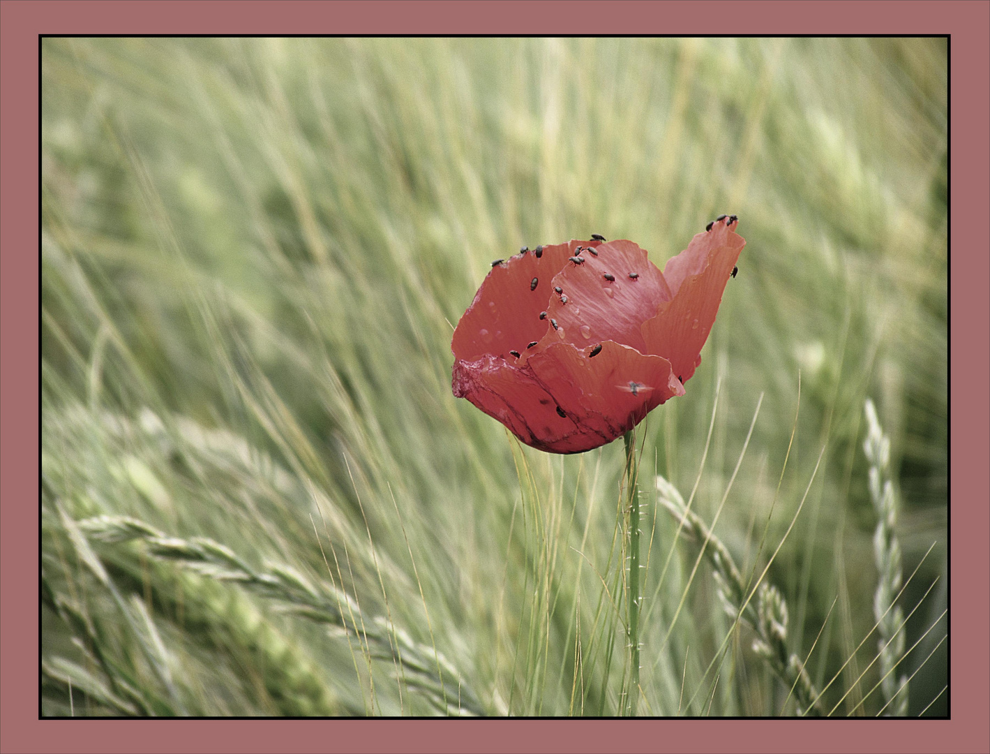 wie die Käfer auf dem Mohn das Bild stören..........