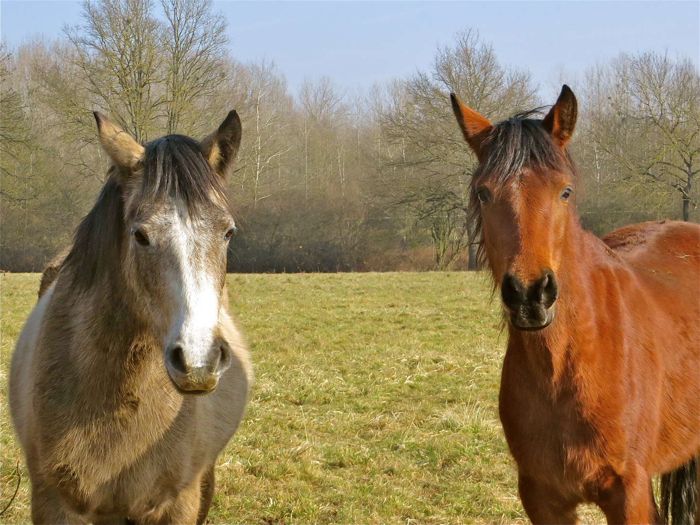 ... WIE ? ..die Karotten sind alle !!!