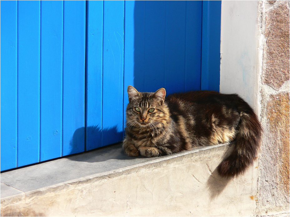 Wie die Katze in der Sonne......