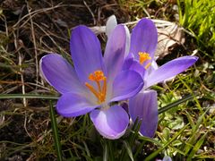 Wie die Krokusse in der Sonne leuchten - wunderschön!