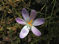 Wie die Krokusse in der Sonne leuchten - wunderschön!