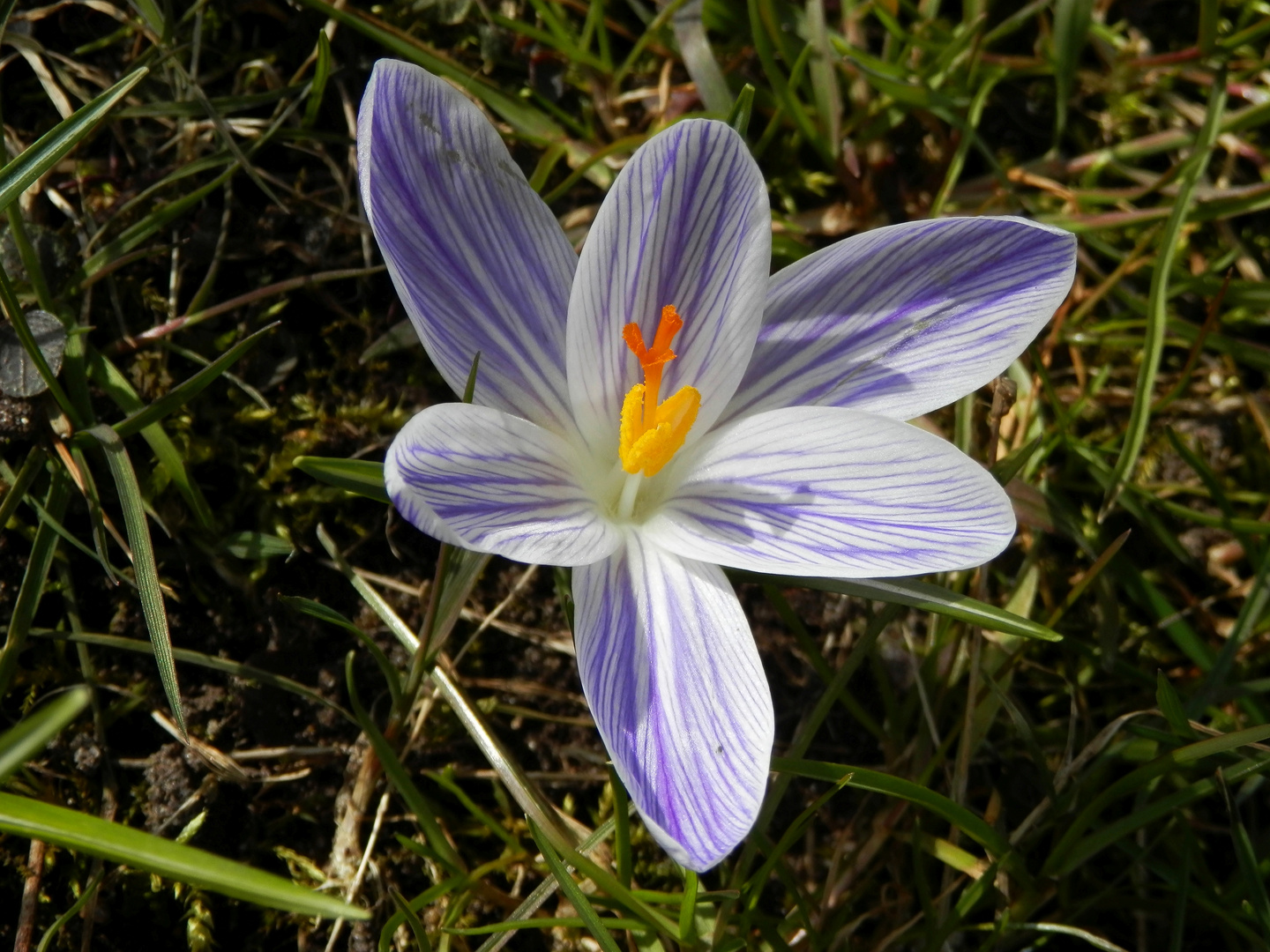 Wie die Krokusse in der Sonne leuchten - wunderschön!