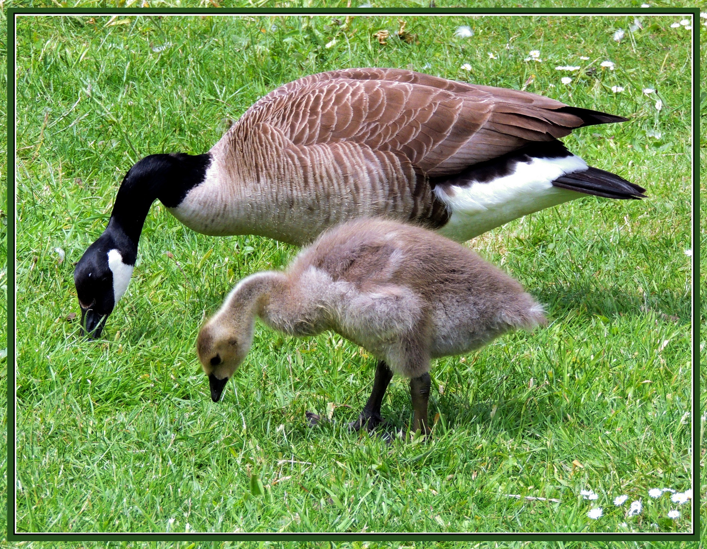 "Wie die Mutter, so die Tochter..." oder "wie der Vater, so der Sohn..."