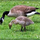 "Wie die Mutter, so die Tochter..." oder "wie der Vater, so der Sohn..."