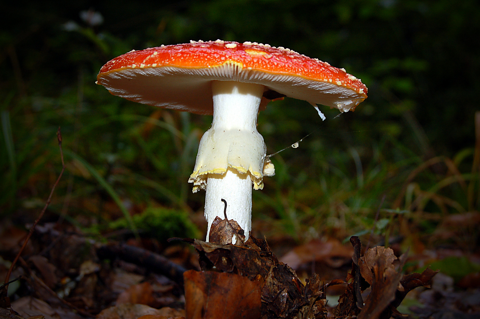 Wie die Pilze aus dem Boden schießen