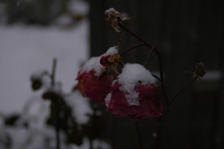 Wie die Rose in unserem Garten