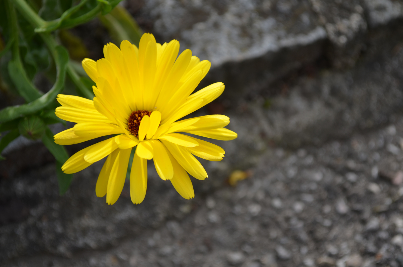 Wie die Sonne