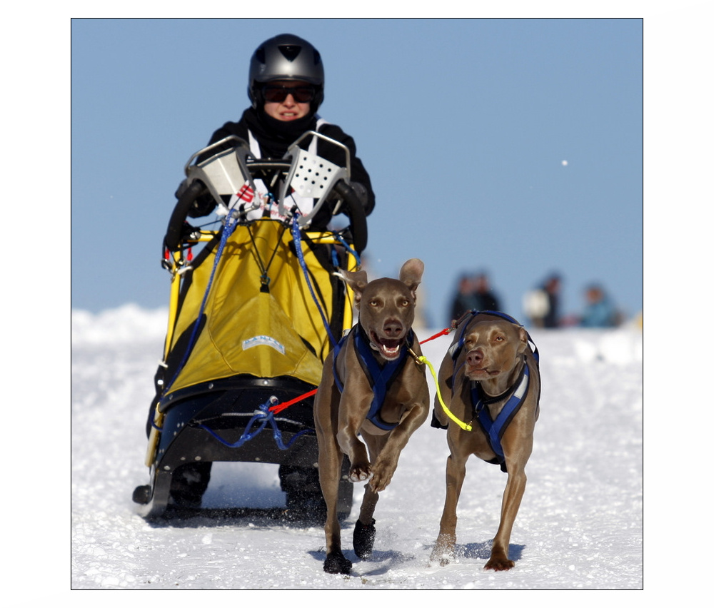 wie die Windhunde