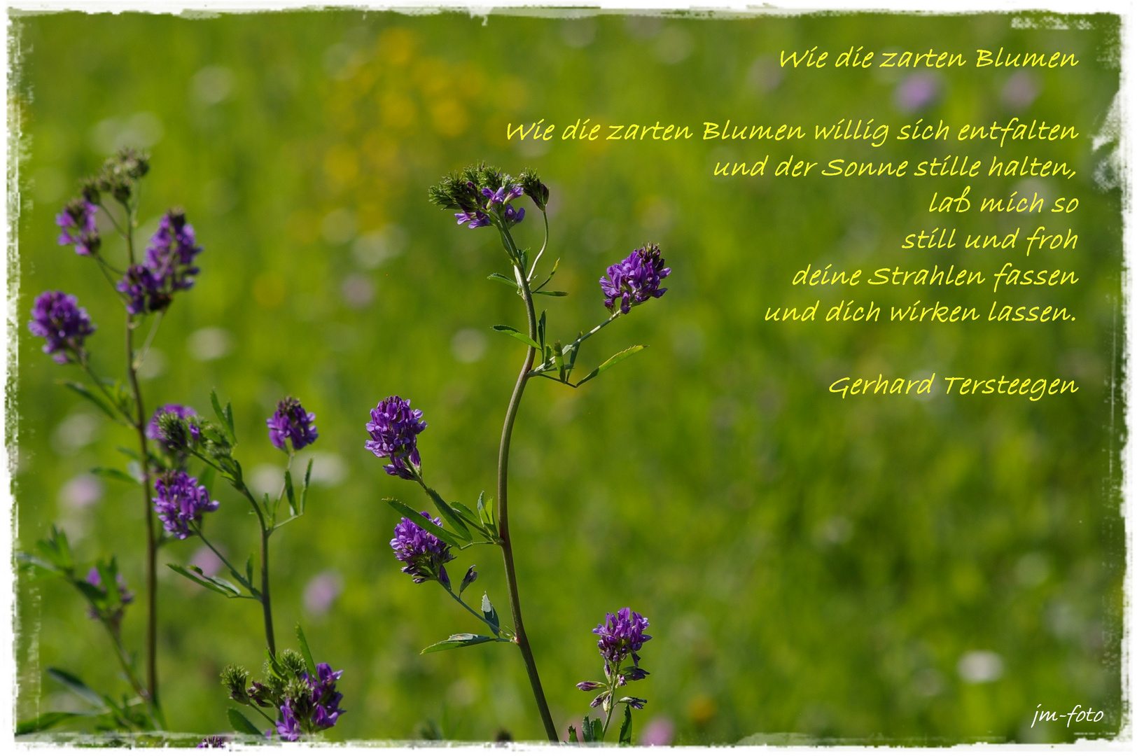 Wie die zarten Blumen sich ...