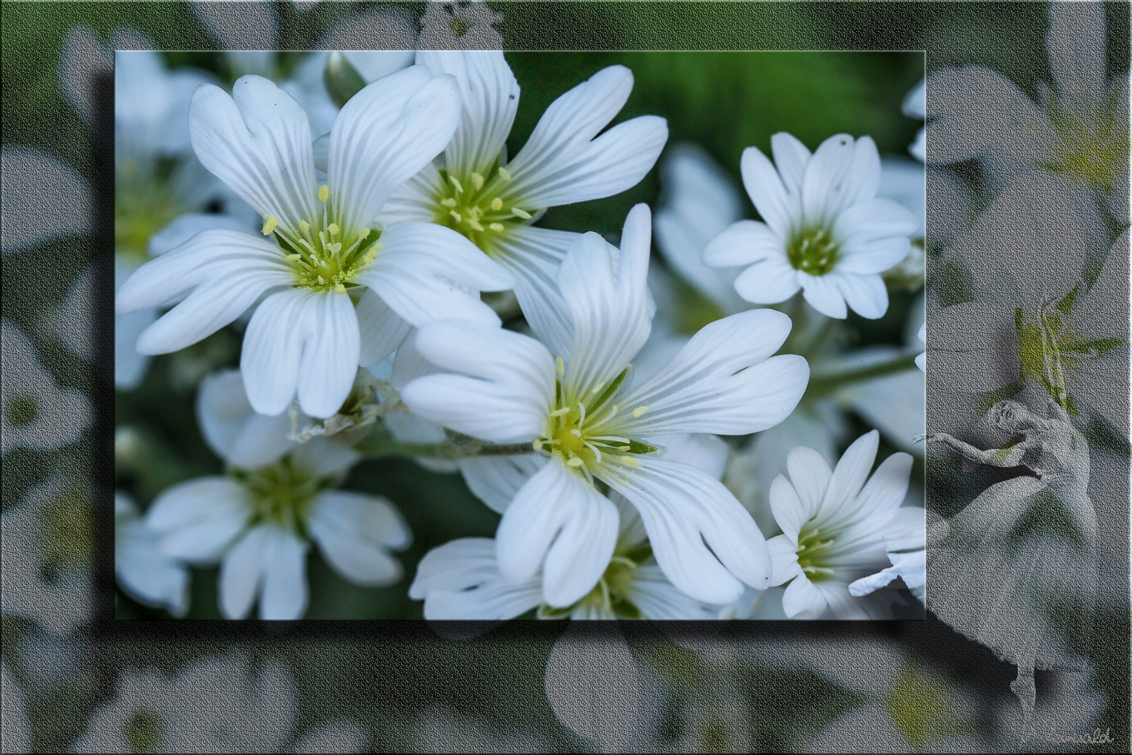 Wie diese Mini-Blumen heißen, ....