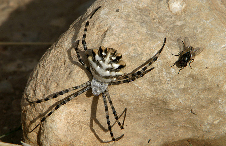 Wie diese silber-/blaumetallikfarbene Spinne....