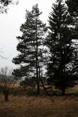 Wie dieser Baum gewachsen ist, ist sehenswert