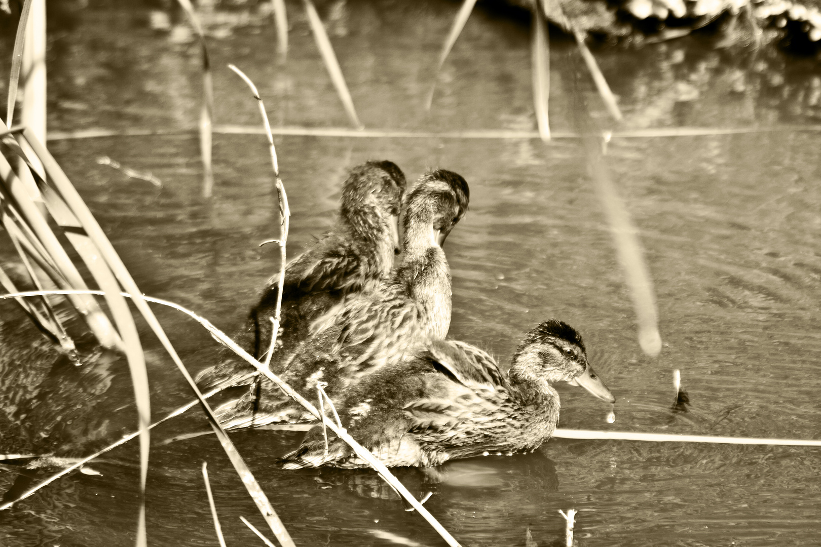 Wie drei Enten auffa Stange.....