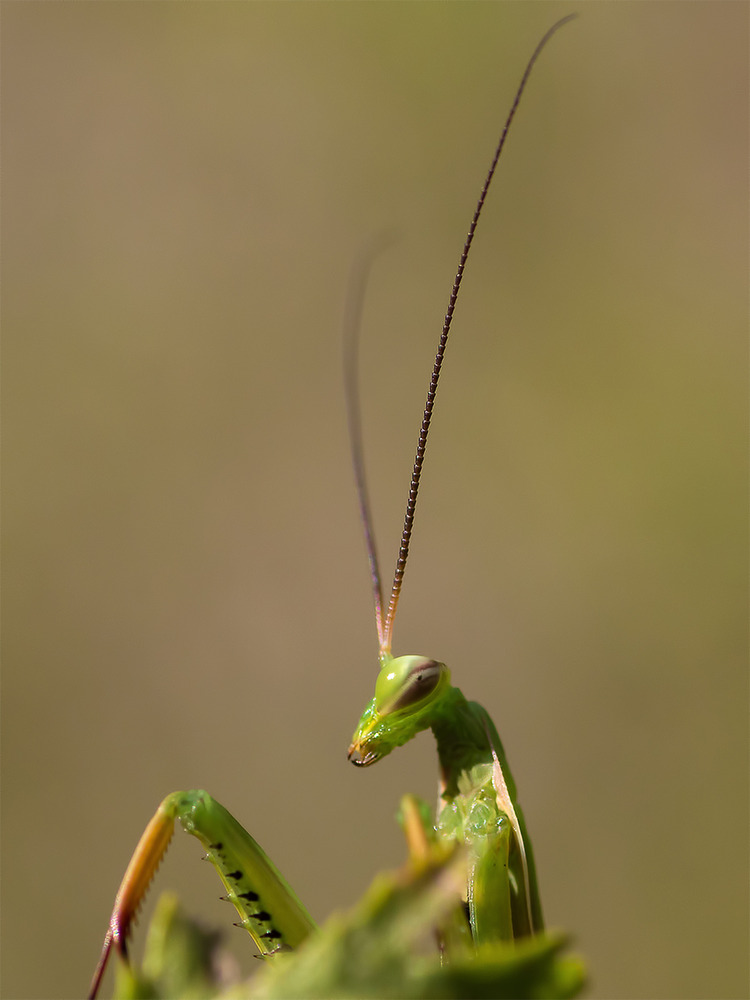 wie ein Alien aus der Unterwelt .....