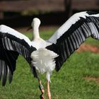 .. wie ein aufgeschrecktes "Huhn"