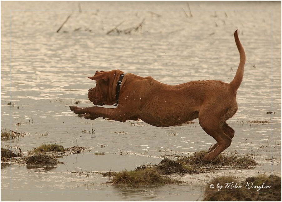 Wie ein Bär Foto & Bild tiere, haustiere, natur Bilder auf