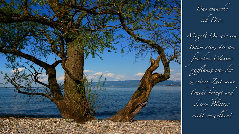 |Wie ein Baum am frischen Wasser... |