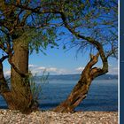 |Wie ein Baum am frischen Wasser... |