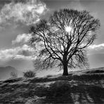 WIE EIN BAUM IM LICHT