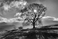 WIE EIN BAUM IM LICHT