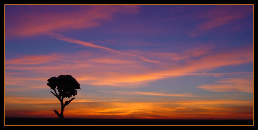 Wie ein Baum in der Savanne